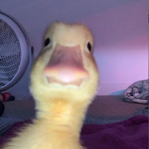 Meet your Posher, Shay - Picture 1 of 1